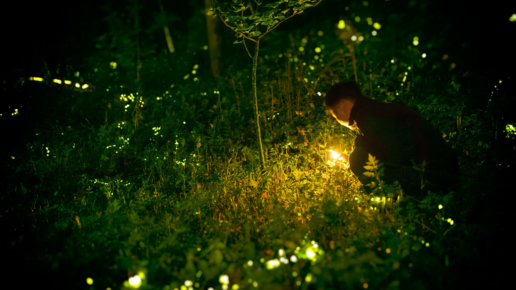 How to Create a Cozy Firefly Effect with Solar Lights